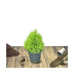 Épinette Blanche Glauca Conica/pot De 5l - 40/60 Cm -Flora Soldes 63f4d608c808a3.88769356