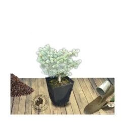 Épicéa Bleu Pungens Glauca Globosa/pot De 5l - 40/60 Cm -Flora Soldes 63f4d611e7aa18.77361254