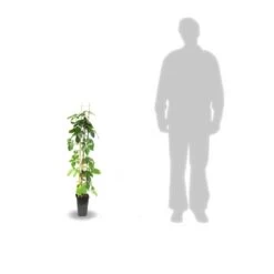 Vigne Vierge Quinquefolia Red Wall® 'troki'/pot De 3l - Echelle Bambou 60/120 Cm -Flora Soldes 63f4d6611db854.28484356