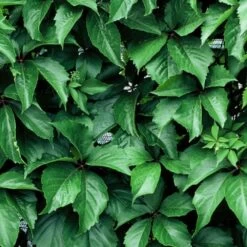 Vigne Vierge Quinquefolia Red Wall® 'troki'/pot De 3l - Echelle Bambou 60/120 Cm -Flora Soldes 63f4d66129af96.11718792