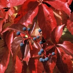 Vigne Vierge Quinquefolia Red Wall® 'troki'/pot De 3l - Echelle Bambou 60/120 Cm -Flora Soldes 63f4d6612d2810.92526727