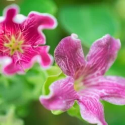 Arauja Sericofera Rosea/pot De 1,5l - Tuteur Bambou 30/60 Cm -Flora Soldes 63f4d74f42b812.92243295