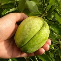 Arauja Sericofera Rosea/pot De 1,5l - Tuteur Bambou 30/60 Cm -Flora Soldes 63f4d74f476575.30418710