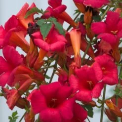 Bignone X Tagliabuana Grenadine 'rutcam'/pot De 1,5l - Tuteur Bambou 30/60 Cm -Flora Soldes 63f4d7d09b3864.62419399