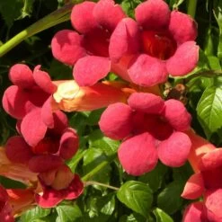 Bignone X Tagliabuana Grenadine 'rutcam'/pot De 1,5l - Tuteur Bambou 30/60 Cm -Flora Soldes 63f4d7d0a45c82.39022646