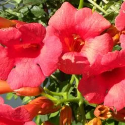 Bignone X Tagliabuana Grenadine 'rutcam'/pot De 1,5l - Tuteur Bambou 30/60 Cm -Flora Soldes 63f4d7d0abe4a8.43578587