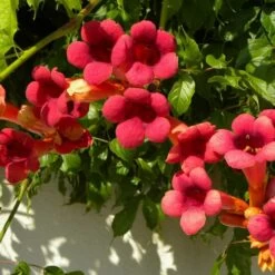 Bignone X Tagliabuana Grenadine 'rutcam'/pot De 1,5l - Tuteur Bambou 30/60 Cm -Flora Soldes 63f4d7d0af6e21.29686340