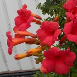 Bignone X Tagliabuana Grenadine 'rutcam'/pot De 1,5l - Tuteur Bambou 30/60 Cm -Flora Soldes 63f4d7d0b66d96.15094678