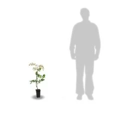 Glycine De Chine Sinensis/pot De 2l - 60 Cm 7 Glycine De Chine Sinensis/pot De 2l - 60 Cm -Flora Soldes 63f4d7e58ff340.86883666