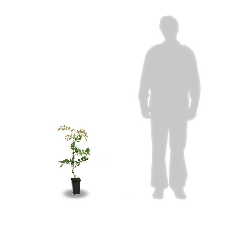 Glycine De Chine Sinensis/pot De 2l - 60 Cm 5 Glycine De Chine Sinensis/pot De 2l - 60 Cm - Image 3