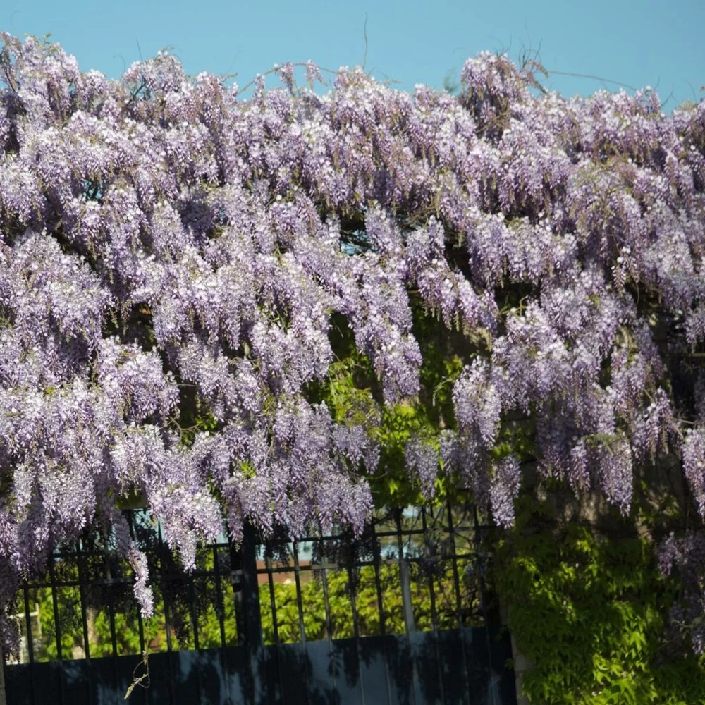 Glycine De Chine Sinensis/pot De 2l - 60 Cm 3 Glycine De Chine Sinensis/pot De 2l - 60 Cm