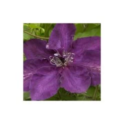 Clématite Amethyst Beauty™ 'evipo043'/pot De 1,5l - Tuteur Bambou 30/60 Cm -Flora Soldes 63f4d7e6f3d699.74381995