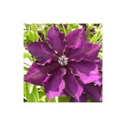 Clématite Amethyst Beauty™ 'evipo043'/pot De 1,5l - Tuteur Bambou 30/60 Cm -Flora Soldes 63f4d7e70c0960.08087946