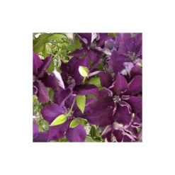 Clématite Amethyst Beauty™ 'evipo043'/pot De 1,5l - Tuteur Bambou 30/60 Cm -Flora Soldes 63f4d7e71b7a51.20350608