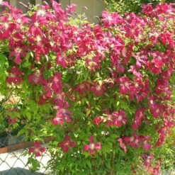 Clématite Viticella Mme Julia Correvon/pot De 13,6l - 150/200 -Flora Soldes 63f4d814dd7407.42953702