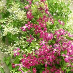 Clématite Viticella Mme Julia Correvon/pot De 13,6l - 150/200 -Flora Soldes 63f4d814e49f27.22983527