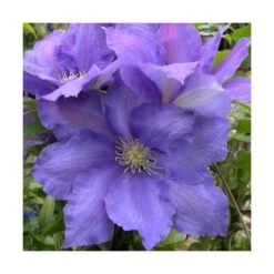 Clématite Olympia™ 'evipo099'/pot De 2,5 L - 20/30 Cm -Flora Soldes 63f4d81e8d91f5.76988433