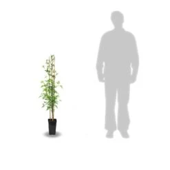 Jasmin Blanc Officinalis Clotted Cream® 'devon Cream'/pot De 1,5l - Tuteur Bambou 30/60 Cm -Flora Soldes 63f4d82124d3b1.49167355