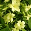 Jasmin Blanc Officinalis Clotted Cream® 'devon Cream'/pot De 1,5l - Tuteur Bambou 30/60 Cm -Flora Soldes 63f4d8212e94b7.65240401