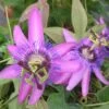 Passiflore X Violacea/godet - 5/20 Cm -Flora Soldes 63f4d823cf1645.57836144