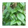 Hortensia Grimpant Anomala Var. Petiolaris Crug Corale/pot De 1,5l - Tuteur Bambou 30/60 Cm -Flora Soldes 63f4d82fbfcaf2.50216161