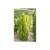 Thuya Du Canada Orientalis Pyramidalis Aurea/pot De 3l - 40/60 Cm -Flora Soldes 63f4d947be1b52.11846797