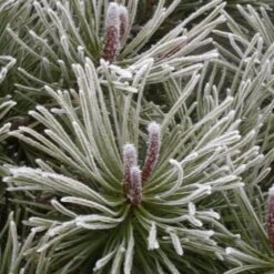 Pin De Montagne Mugo Var. Mughus/pot De 7,5l - 60/80 Cm