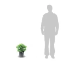 Cèdre Du Japon Japonica Elegans Viridis/pot De 3l - 20/40 Cm -Flora Soldes 63f4ef5c4d2c42.50957756