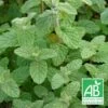 Menthe De Gattefossé Bio/lot De 5 Godets -Flora Soldes 63f4ef7eb3c519.55701601