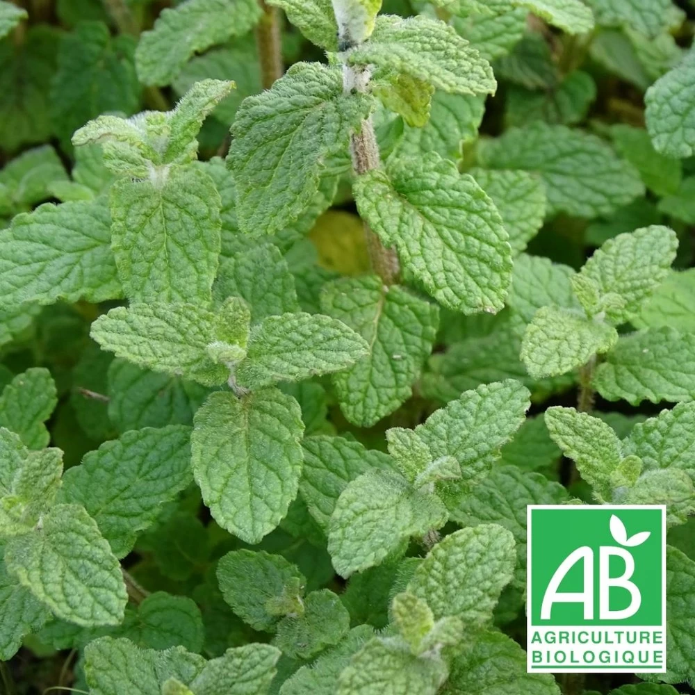 Menthe De Gattefossé Bio/lot De 5 Godets 3 Menthe De Gattefossé Bio/lot De 5 Godets