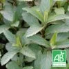 Menthe Priluskaja Bio/lot De 5 Godets -Flora Soldes 63f4ef8cc89497.90312872