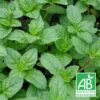 Menthe Cassis Bio/lot De 5 Godets -Flora Soldes 63f4ef92cc07a8.46101618