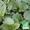 Menthe Anis Bio/lot De 9 Godets -Flora Soldes 63f4ef93f26683.58938049