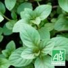 Menthe Noire Bio/lot De 3 Godets -Flora Soldes 63f4ef9b124221.64118097