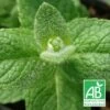 Menthe Pomme Bio/lot De 3 Godets -Flora Soldes 63f4efa0e056e4.89978125