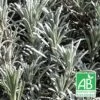 Lavande X Intermedia Super Bio/lot De 5 Godets -Flora Soldes 63f4efb0c943c7.78038789