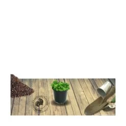 Thym Cumin, Thym Corse Herba-barona/lot De 9 Godets -Flora Soldes 63f4efc27fade6.00053073