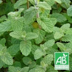 Menthe De Gattefossé Bio/lot De 3 Godets