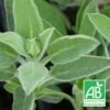 Sauge Officinale Bio/lot De 5 Godets -Flora Soldes 63f4efca7e6dc2.42129577