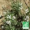 Lavande Angustifolia Alba Bio/lot De 9 Godets -Flora Soldes 63f4efda69a750.51825908