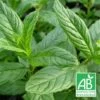 Menthe Verte Bio/lot De 3 Godets -Flora Soldes 63f4efe0285232.93361767