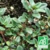 Thym Chevelu Comosus Bio/lot De 9 Godets -Flora Soldes 63f4efe9a9ca19.36474516