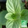 Menthe à Tiges Rouges Bio/lot De 5 Godets -Flora Soldes 63f4f01ea43b59.93042359