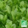 Menthe Du Canada Bio/lot De 9 Godets -Flora Soldes 63f4f03ac66046.20535509