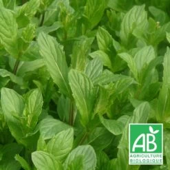 Menthe Du Canada Bio/lot De 9 Godets