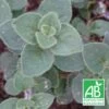 Origan Hot And Spicy Bio/lot De 3 Godets -Flora Soldes 63f4f04c22d726.93661951