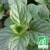 Menthe Agnes Bio/lot De 3 Godets -Flora Soldes 63f4f04d4312f5.86668662