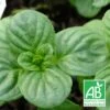 Menthe Aquatique Bio/lot De 5 Godets 1 Menthe Aquatique Bio/lot De 5 Godets -Flora Soldes 63f4f067537e47.82784403