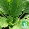 Sauge Verveine Bio/lot De 9 Godets -Flora Soldes 63f4f06ec330c4.58787351