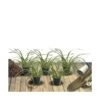 Ciboule Fistulosum/lot De 5 Godets -Flora Soldes 63f4f197575a67.50219210